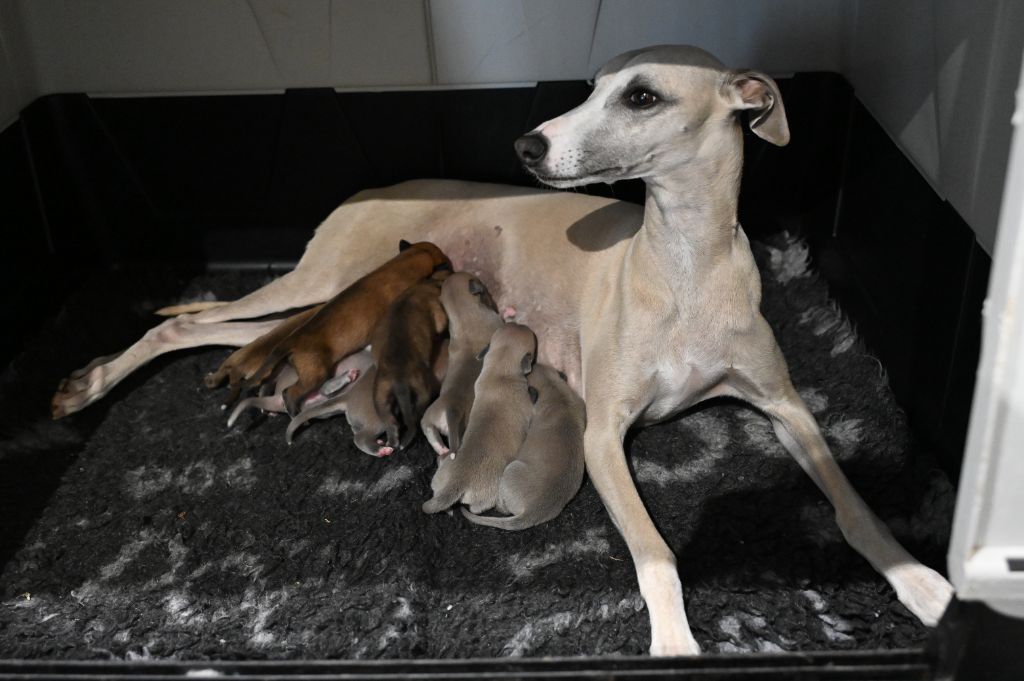 chiot Whippet Des Horizons De Beauce