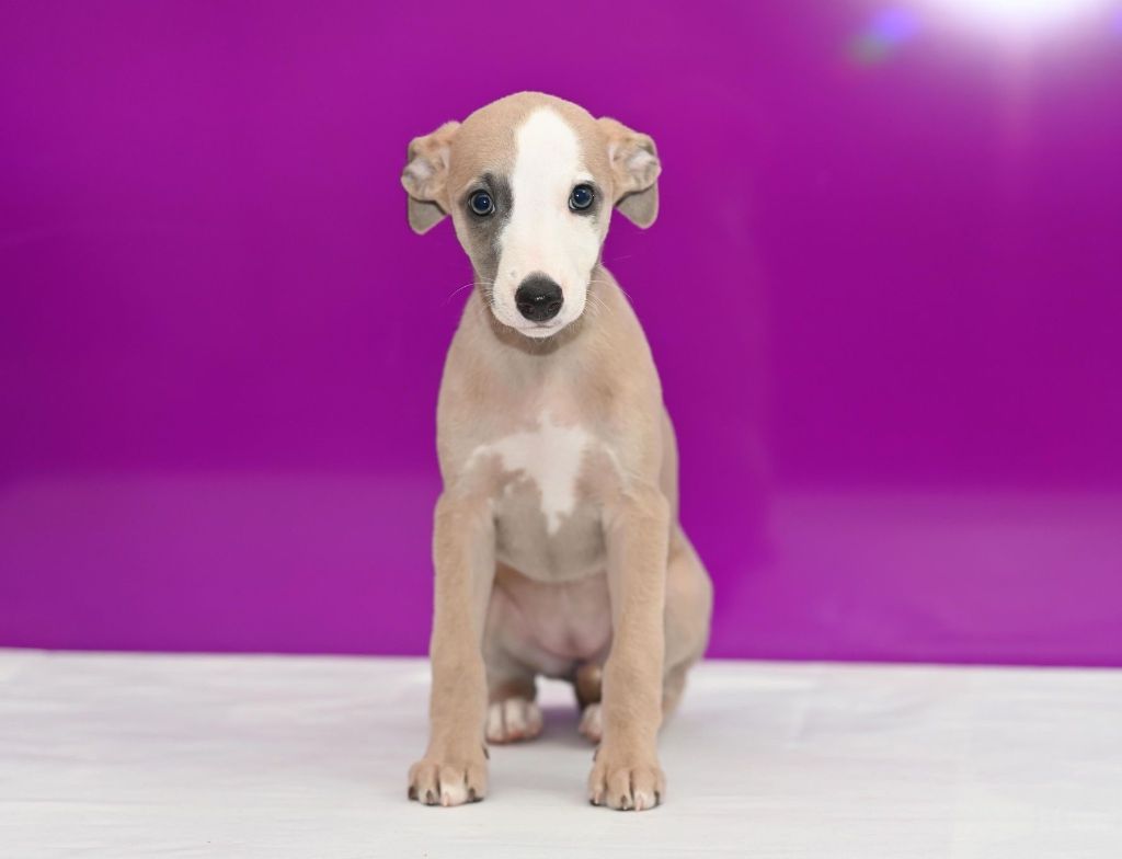 Des Horizons De Beauce - Chiot disponible  - Whippet