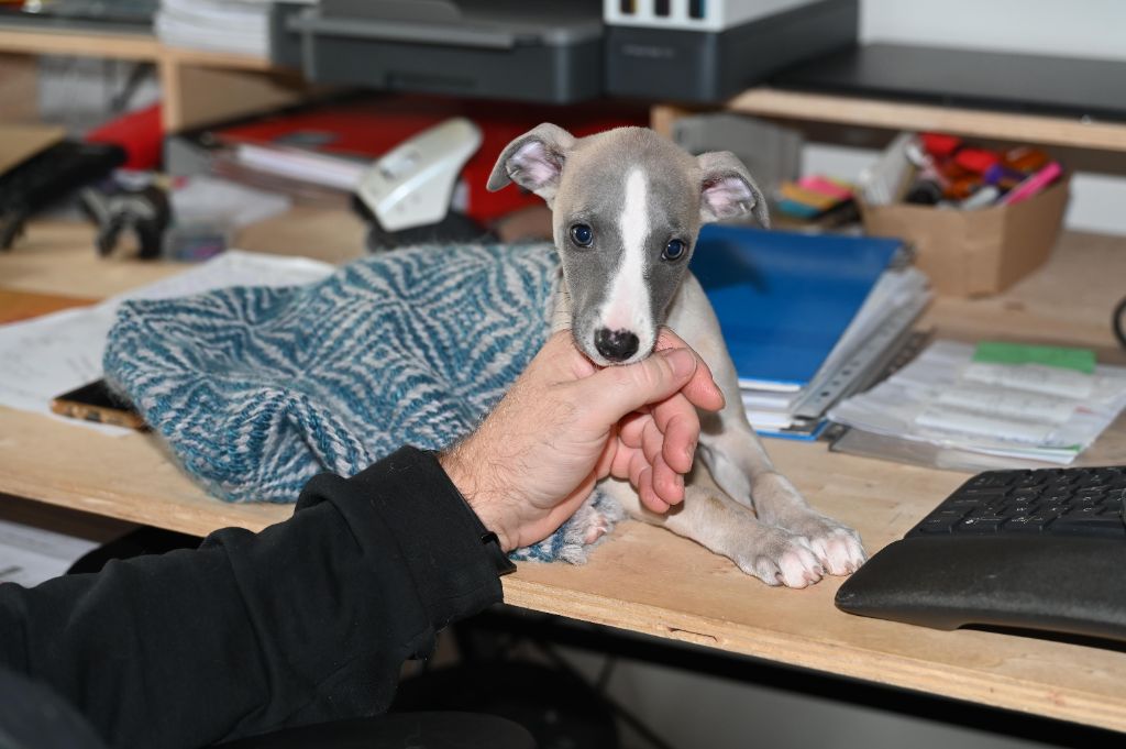 Des Horizons De Beauce - Chiot disponible  - Whippet