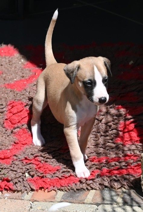 Des Horizons De Beauce - Chiots disponibles - Whippet
