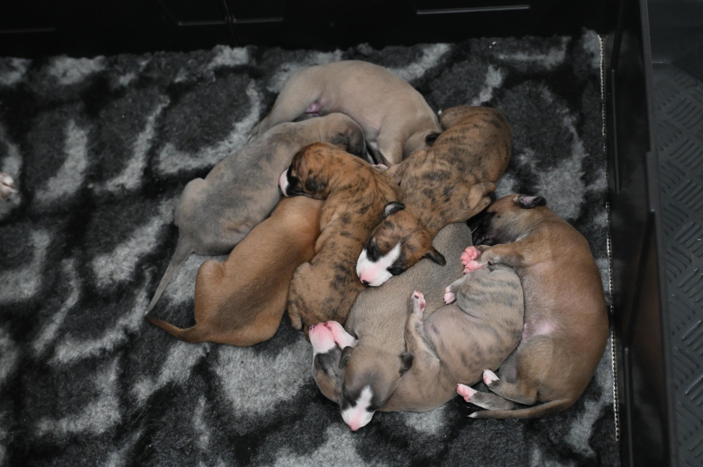 Des Horizons De Beauce - Whippet - Portée née le 01/01/2026