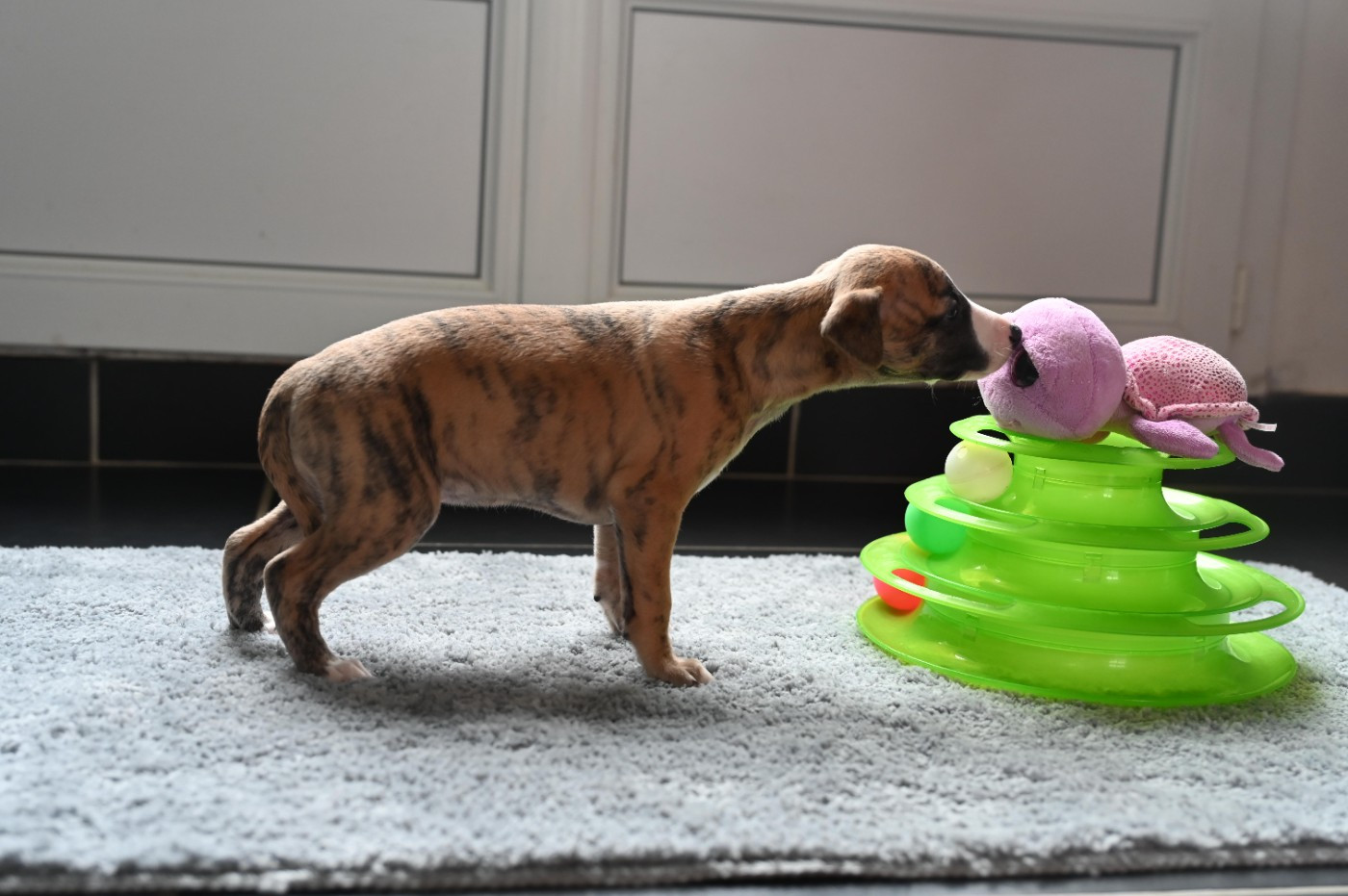 Des Horizons De Beauce - Chiots disponibles - Whippet