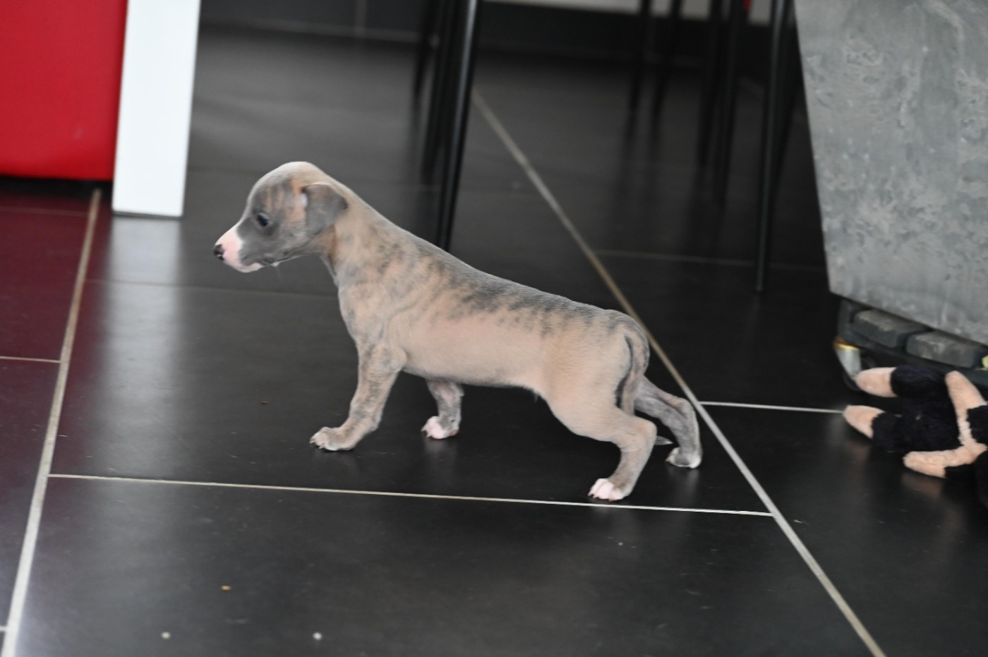 Des Horizons De Beauce - Chiots disponibles - Whippet