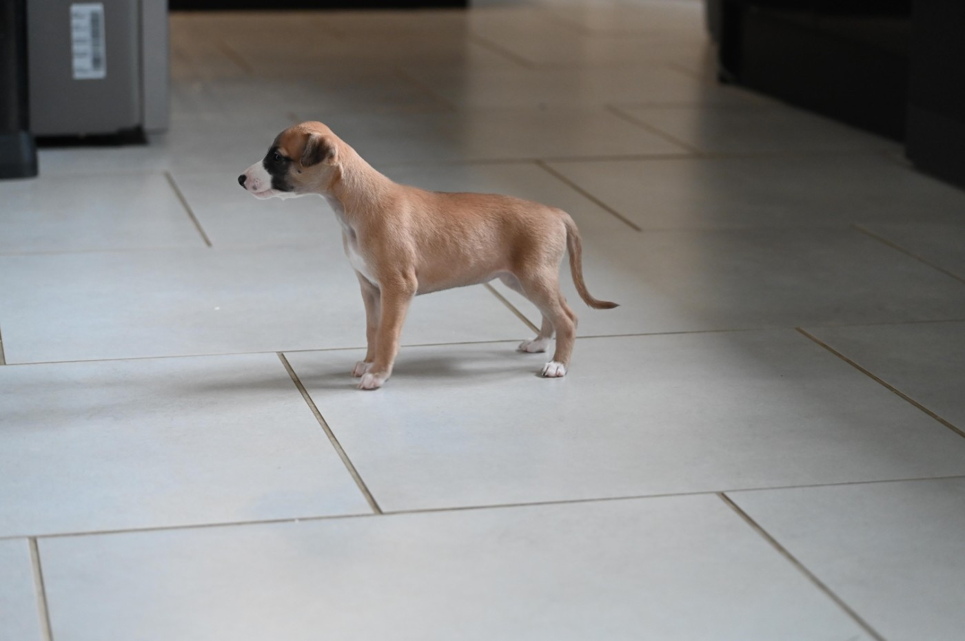 Des Horizons De Beauce - Chiots disponibles - Whippet