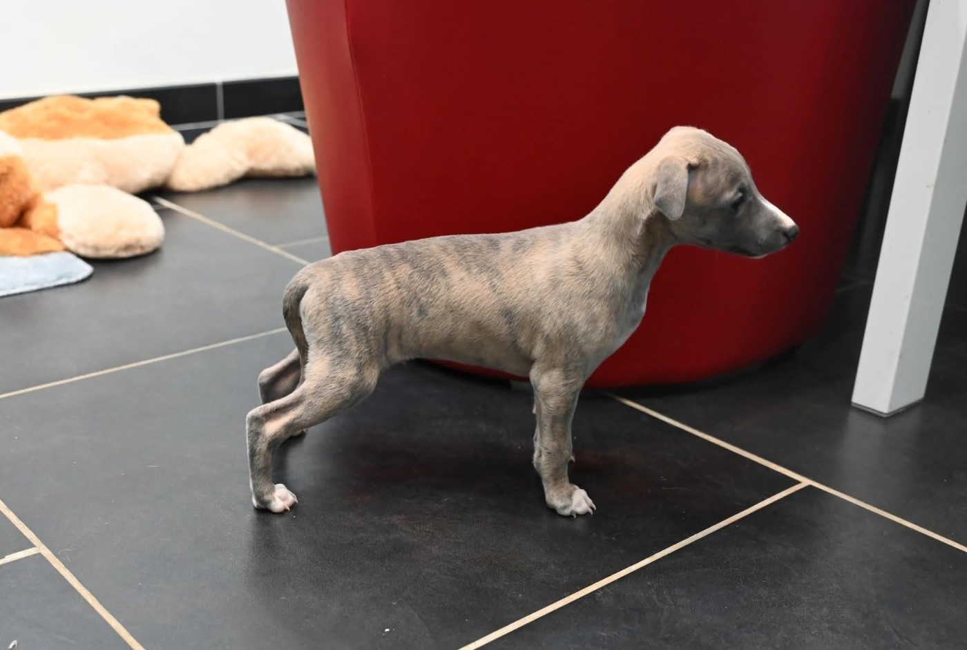 Des Horizons De Beauce - Chiots disponibles - Whippet