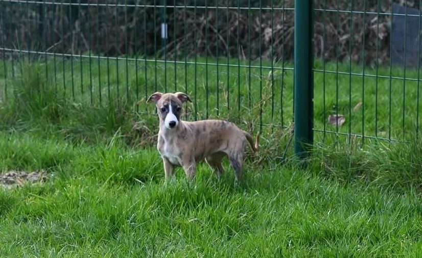 Des Horizons De Beauce - Chiots disponibles - Whippet