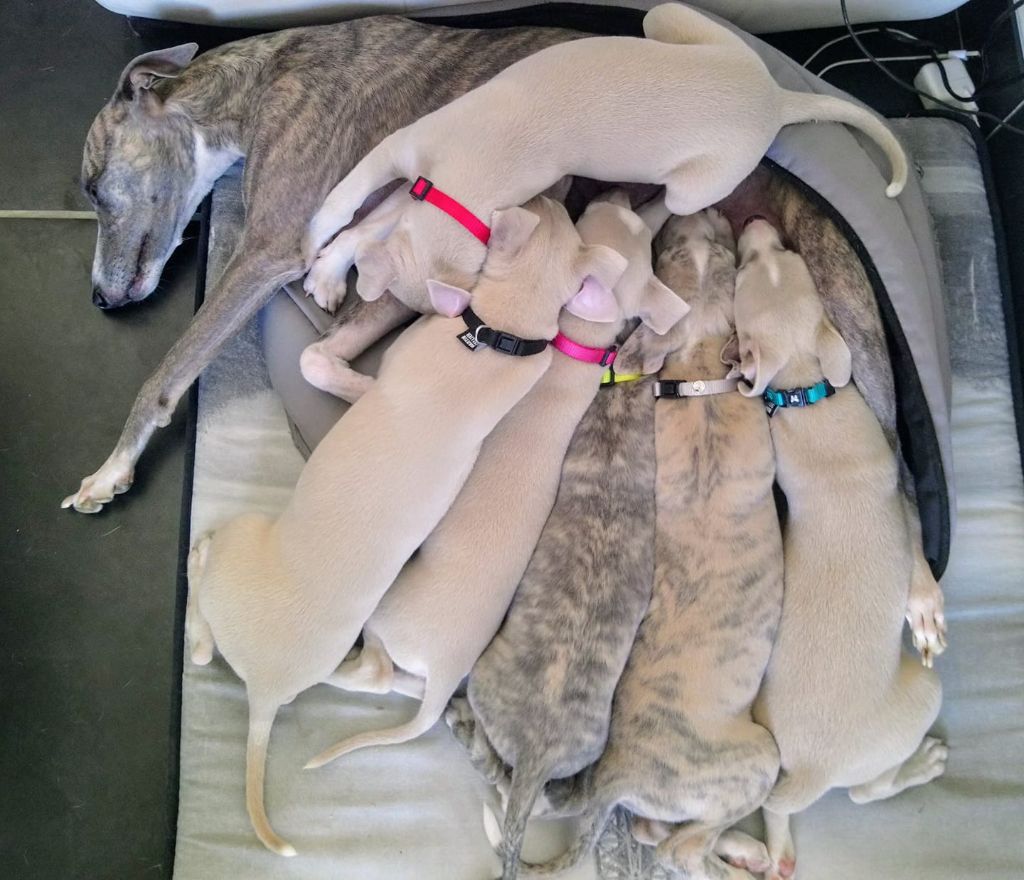 Chiot Whippet Des Horizons De Beauce