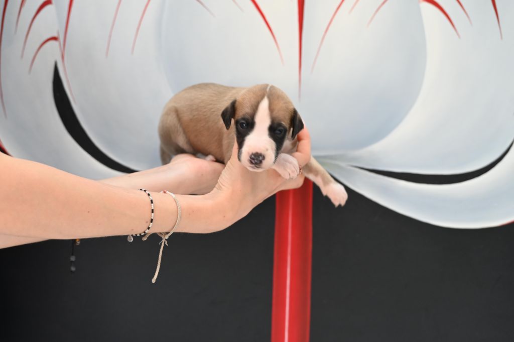 Des Horizons De Beauce - Chiots disponibles - Whippet