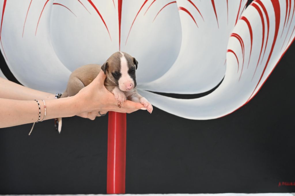 Des Horizons De Beauce - Chiots disponibles - Whippet