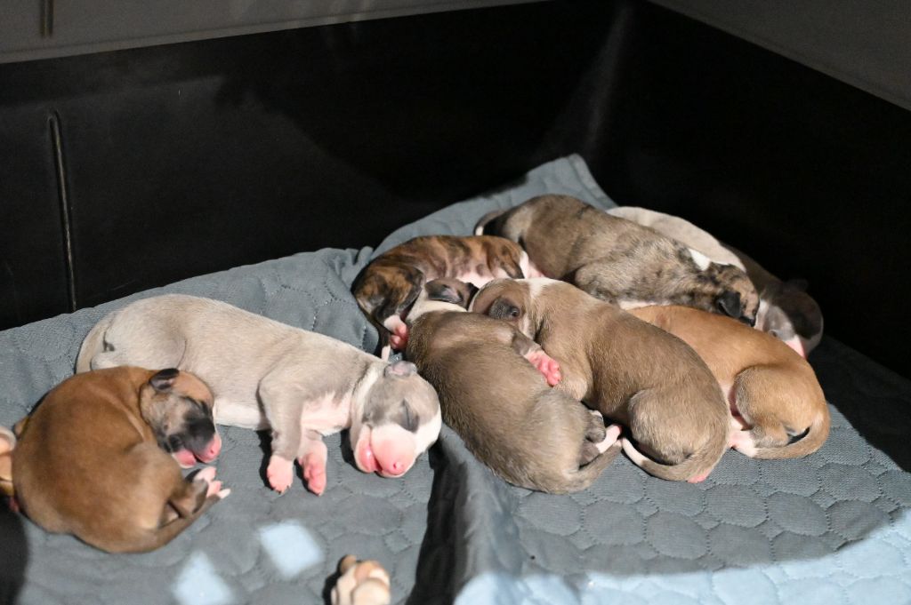 Chiot Whippet Des Horizons De Beauce
