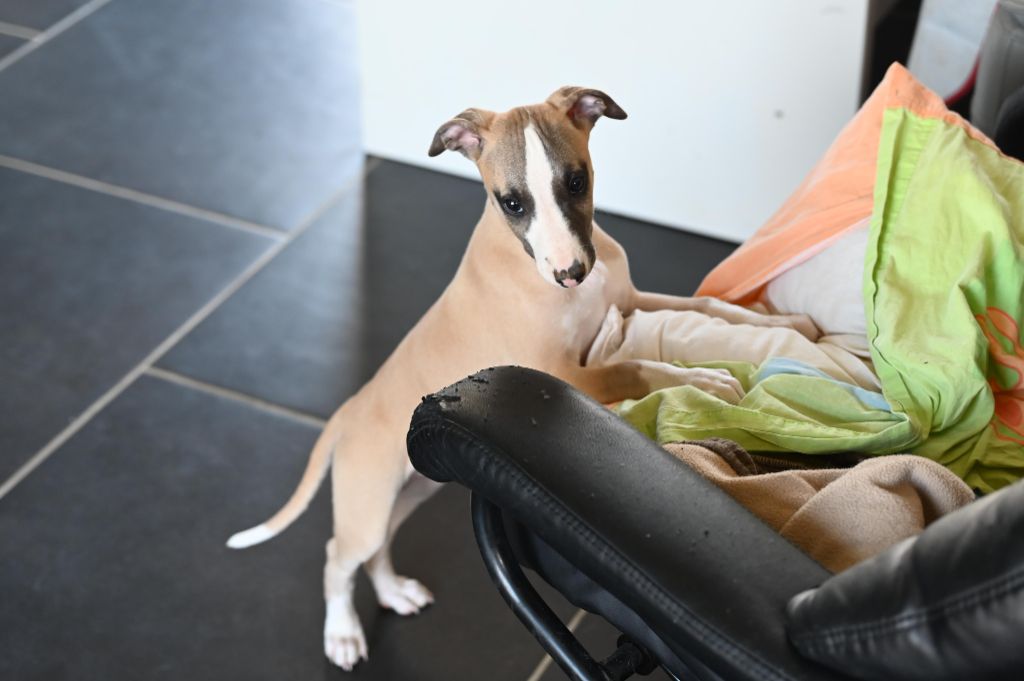Des Horizons De Beauce - Chiots disponibles - Whippet
