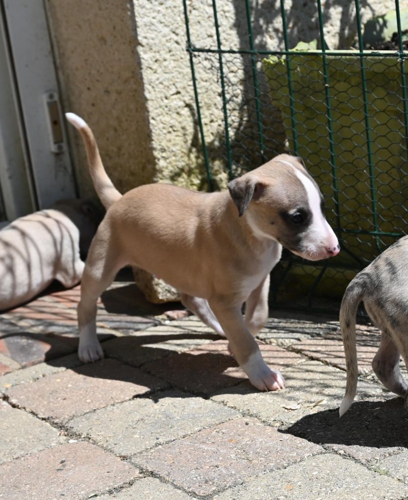 Des Horizons De Beauce - Chiots disponibles - Whippet